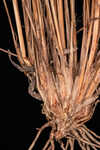 Capillary hairsedge